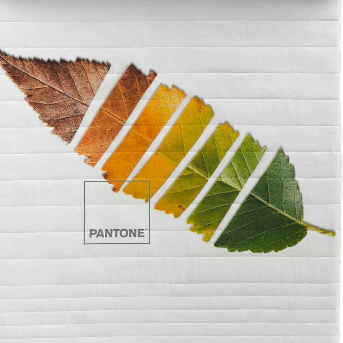 Steppdecke Leaf Pantone